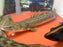 * Polypterus * Polypterus Lapradei “Koloton” 50cm+