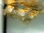 * Other Species * Trichopodus leerii “Balloon” (Balloon Pearl Gourami)