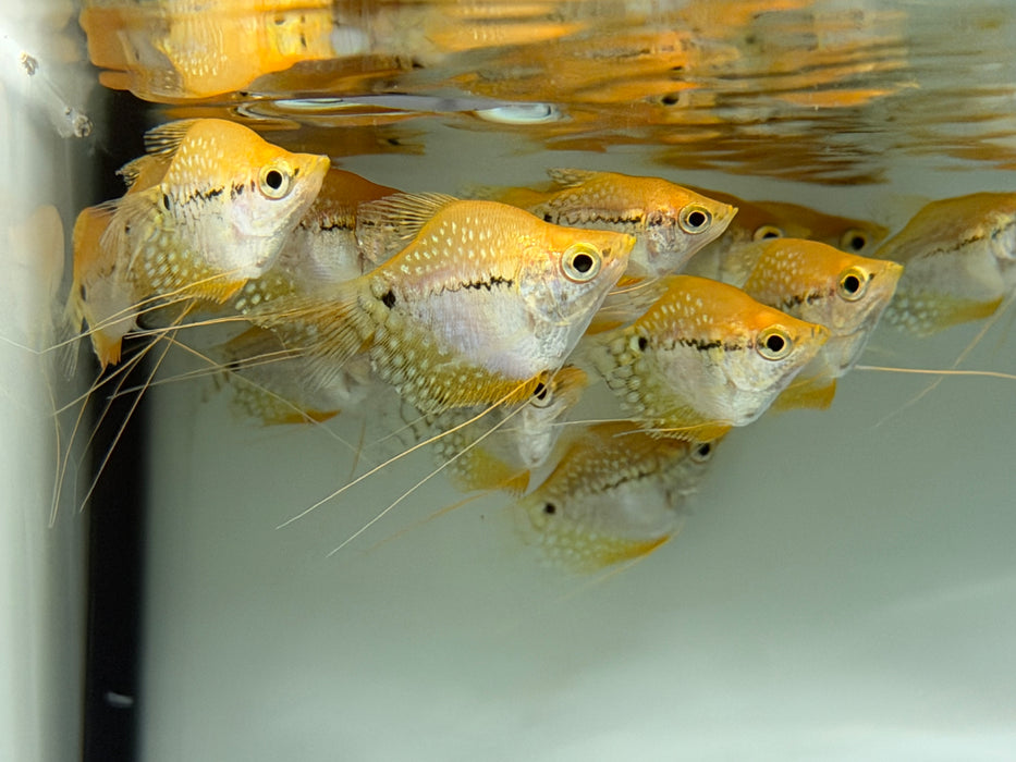 * Other Species * Trichopodus leerii “Balloon” (Balloon Pearl Gourami)