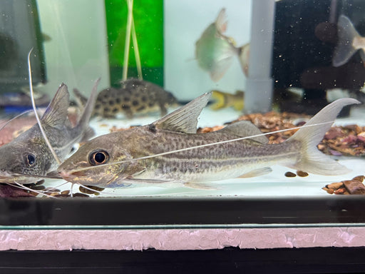 * Catfish * Pimelodus Blochii 15-17cm