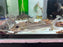 * Catfish * Pimelodus Blochii 15-17cm