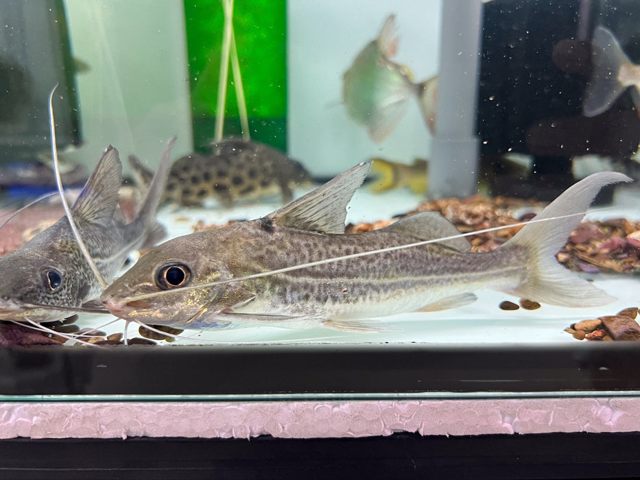 * Catfish * Pimelodus Blochii 15-17cm