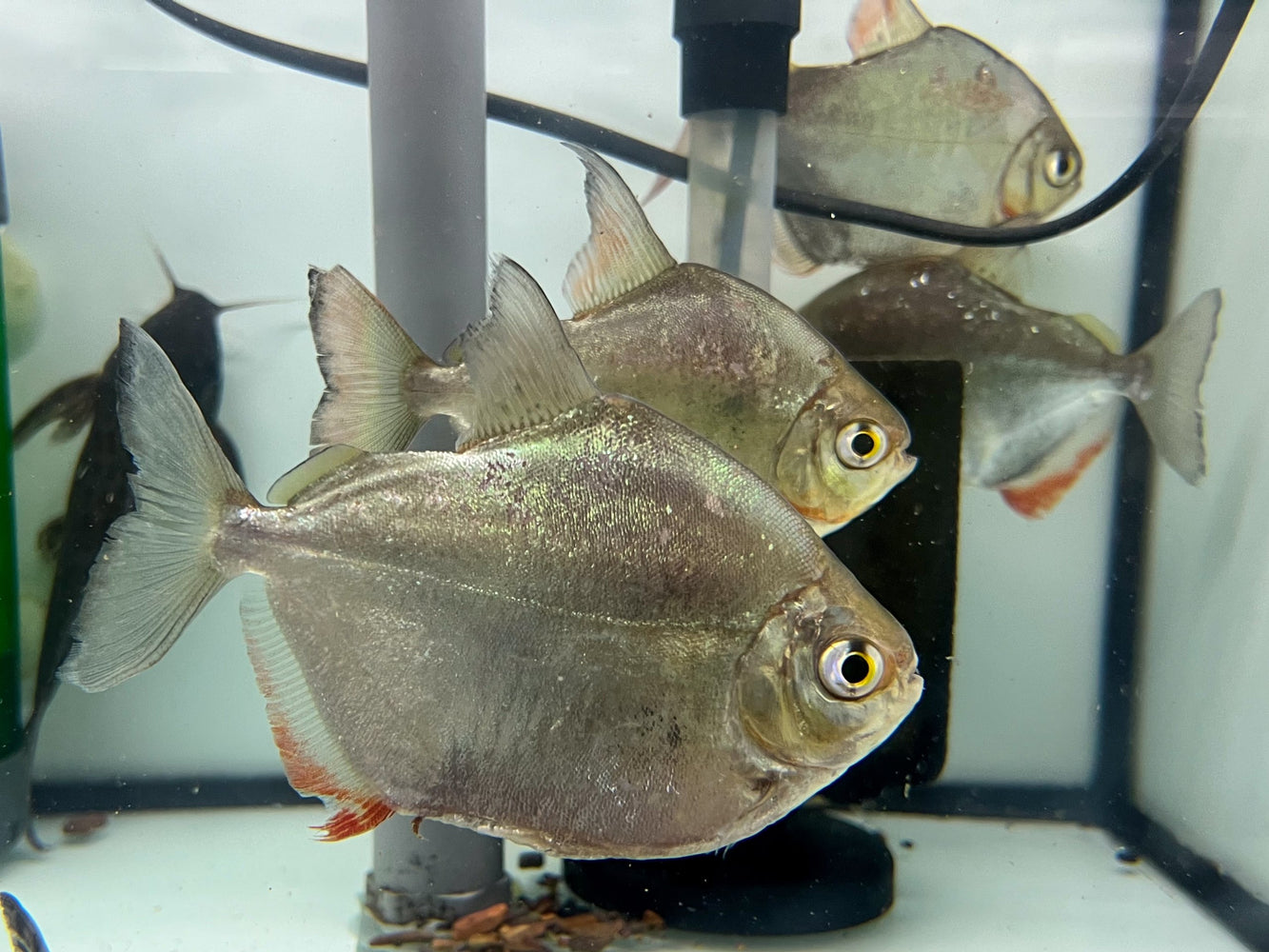 * Other Species * Metynnis altidorsalis (Silver Dollar) WILD 10-12cm