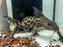 * Catfish * Synodontis sp. "tigrinus" Panther Cuckoo Catfish