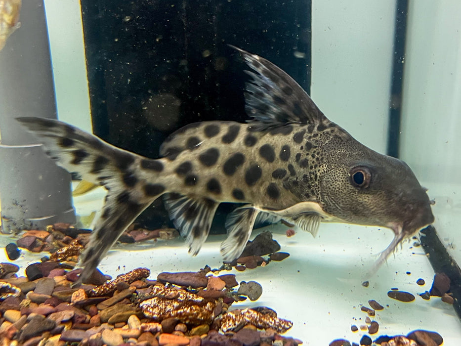 * Catfish * Synodontis sp. "tigrinus" Panther Cuckoo Catfish