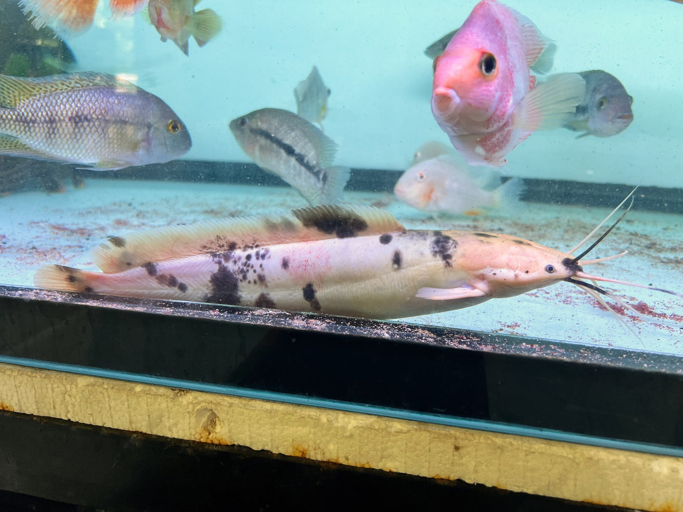 * Catfish * Clarias gariepinus PIEBALD Marbled African Sharptooth Catfish "MooMoo" Catfish (28-30cm)