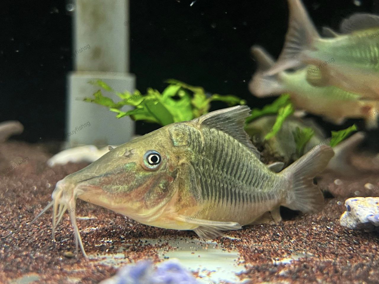 * Corydoras *  Brochis multiradiatus 6-8cm