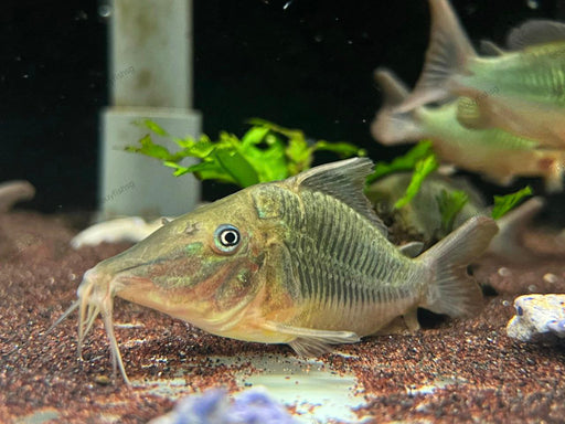 * Corydoras *  Brochis multiradiatus 6-8cm