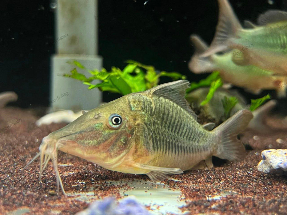 * Corydoras *  Brochis multiradiatus 6-8cm