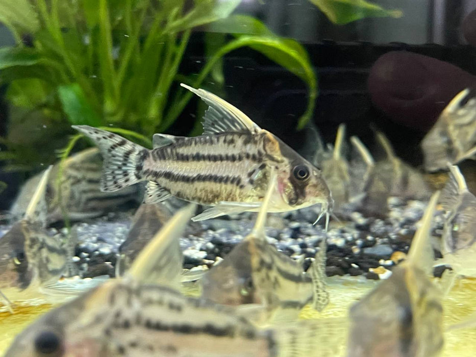 * Corydoras *  Hoplisoma Super Schwartzi CW28