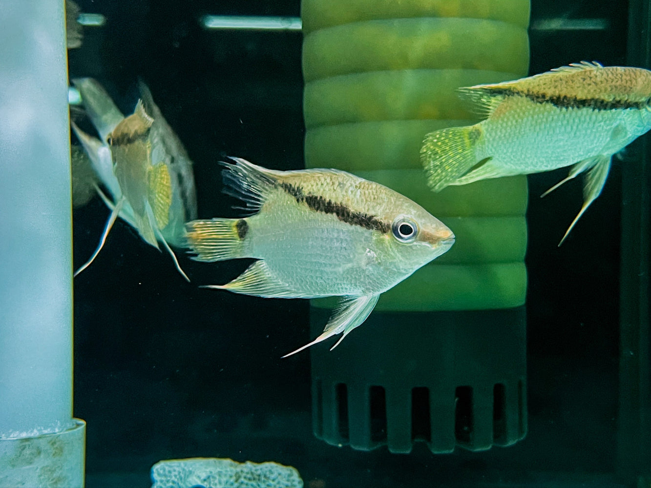 * Cichlid * Mesonauta acora WILD 6-8cm *RARE*