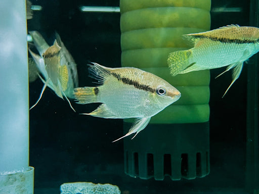 * Cichlid * Mesonauta acora WILD 6-8cm *RARE*