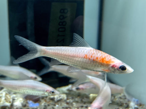 * Tetra/Barb  * Sahyadria denisonii "Platinum" (SNOW torpedo barb) 6-8cm
