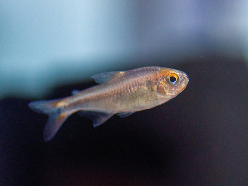 * Tetra/barb  * Hyphessobrycon wadai (Blueberry tetra)
