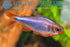 * Tetra/barb  * Hyphessobrycon wadai (Blueberry tetra)