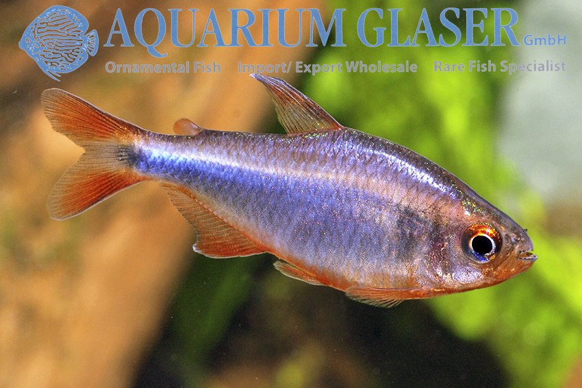 * Tetra/barb  * Hyphessobrycon wadai (Blueberry tetra)