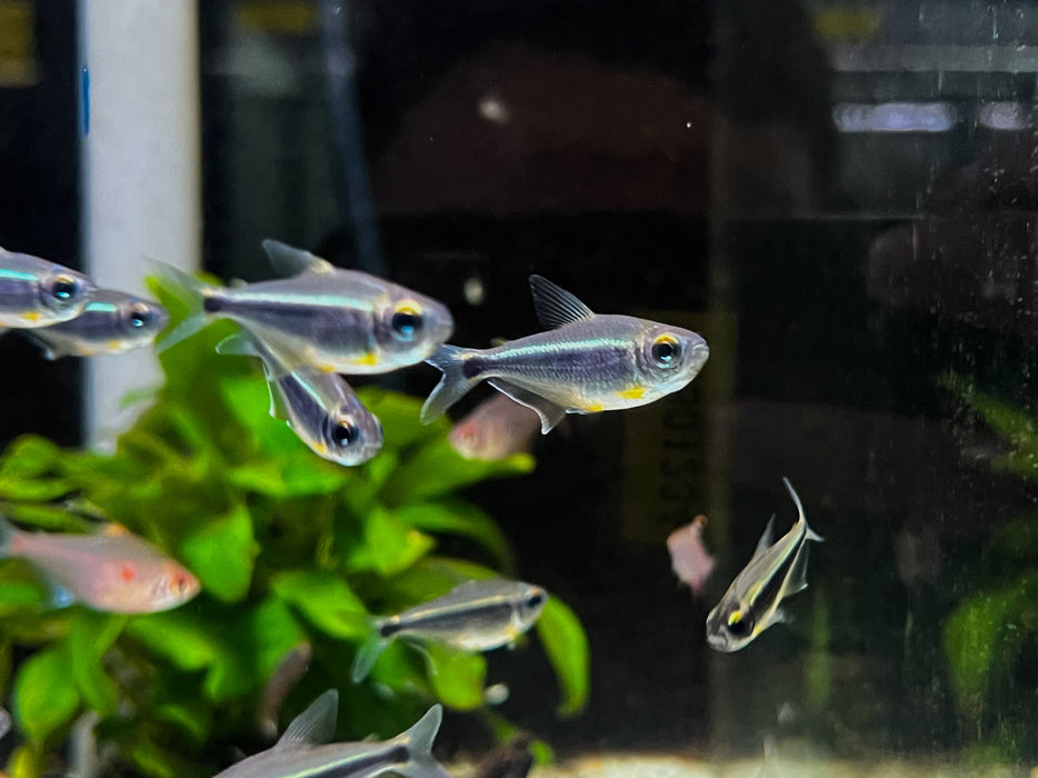 * Tetra/Barb  * Moenkhausia Heikoi