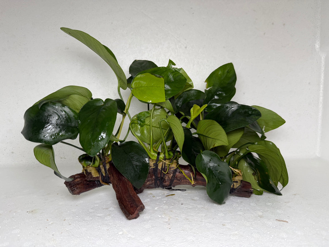* Plants* Anubias Nana on Spiderwood #75
