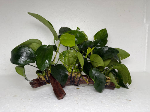 * Plants* Anubias Nana on Spiderwood #75