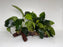 * Plants* Anubias Nana on Spiderwood #75