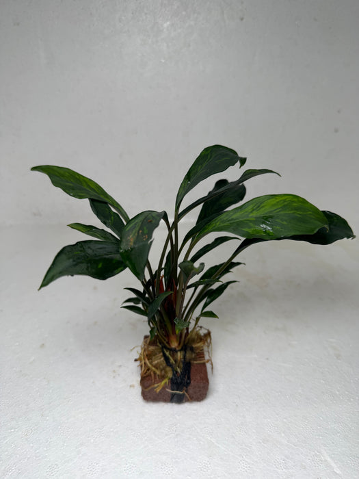 * Plants* Anubias sp. Ducky on Rock #11