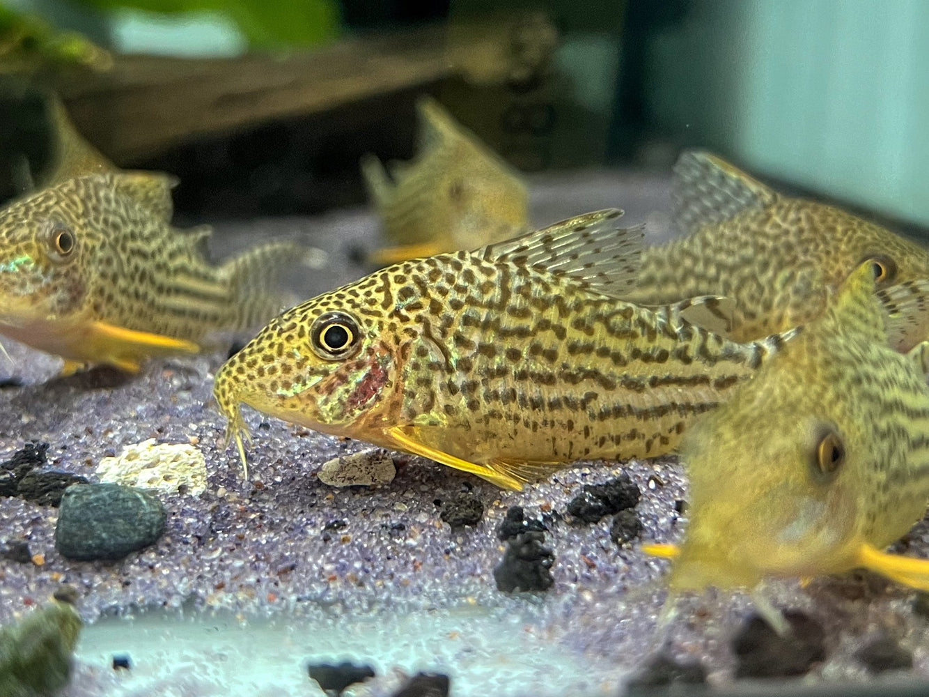 * Corydoras *  Brochis Haraldschultzi (Mosaic Cory) 4-5cm