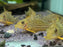 * Corydoras *  Brochis Haraldschultzi (Mosaic Cory) 4-5cm