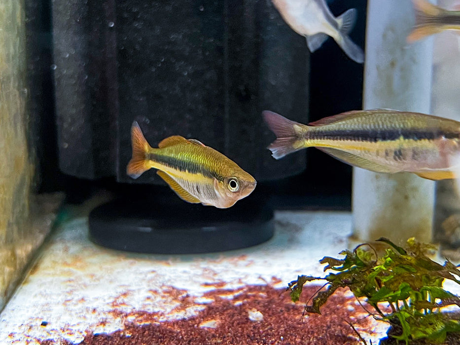 * Tetra/Barb  * Chilatherina alleni (Alleni rainbowfish) 5cm