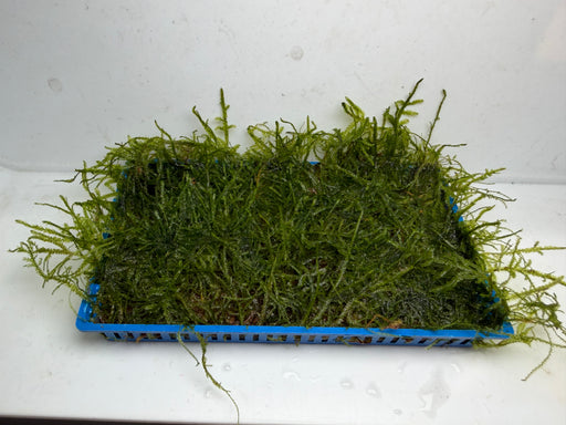 * Plants* Java Moss Tray #JMT