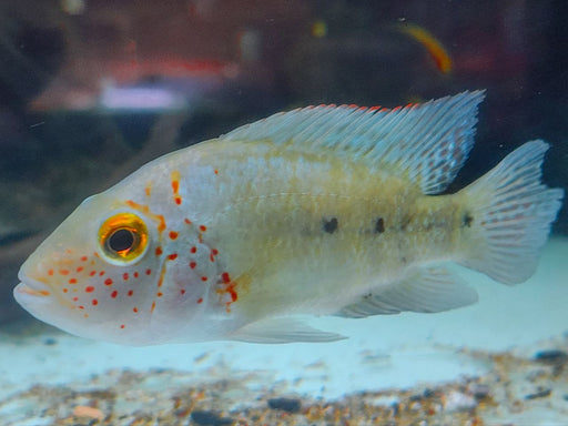 * Cichlids * Herichthys deppii (Nautla Cichlid)