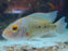 * Cichlids * Herichthys deppii (Nautla Cichlid)