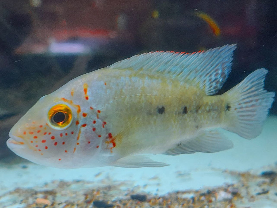* Cichlids * Herichthys deppii (Nautla Cichlid)