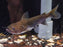 * Catfish *  Asterophysus batrachus (Gulper catfish) 6-8cm