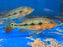 * Cichlid * Cichla mirianae FOGO peacock bass 22-25cm