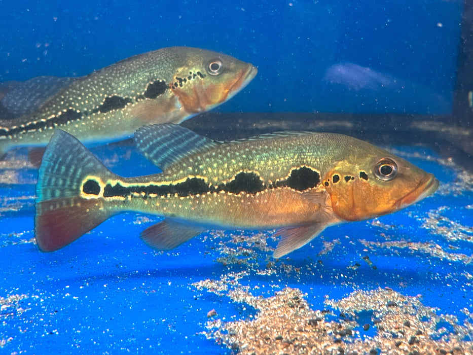 * Cichlid * Cichla mirianae FOGO peacock bass 22-25cm