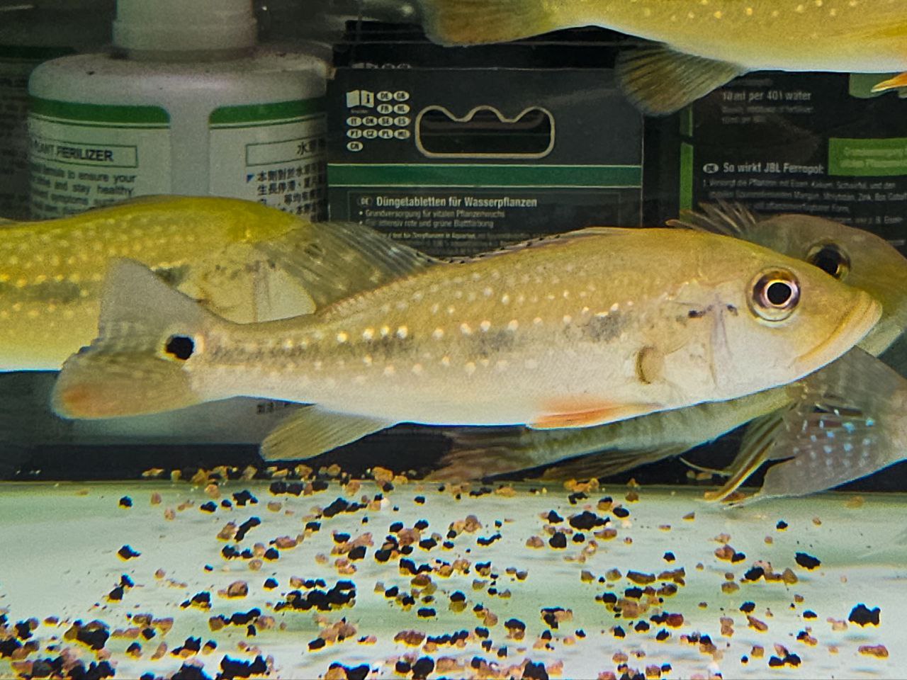 * Cichlid * Cichla mirianae FOGO peacock bass 12-14cm