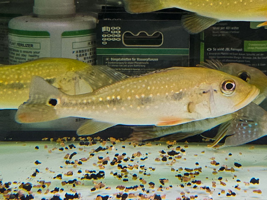 * Cichlid * Cichla mirianae FOGO peacock bass 12-14cm