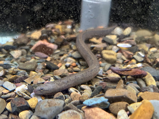 * Other Species * Synbranchus marmoratus (Peruvian swamp eel) 15cm