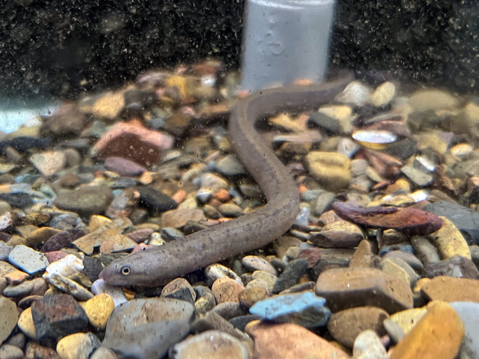 * Other Species * Synbranchus marmoratus (Peruvian swamp eel) 15cm