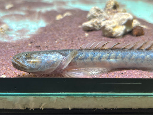 * Other Species * Gobioides broussonnetii (Dragon Goby) 14-16cm