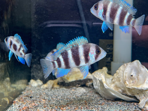 * Cichlids * Cyphotilapia Frontosa Burundi 6cm Captive Bred