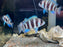 * Cichlids * Cyphotilapia Frontosa Burundi 6cm Captive Bred