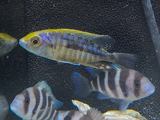 * Cichlids * Protomelas spilonotus "Mara Rock" (Sulphur head HAP) 8cm