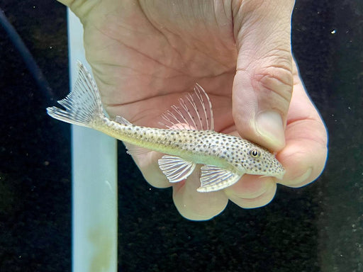 * Pleco *  Aphanotorulus ammophilus (L123) 10cm