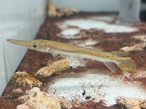 * Other Species * Atractosteus spatula (Alligator Gar) 8-10cm