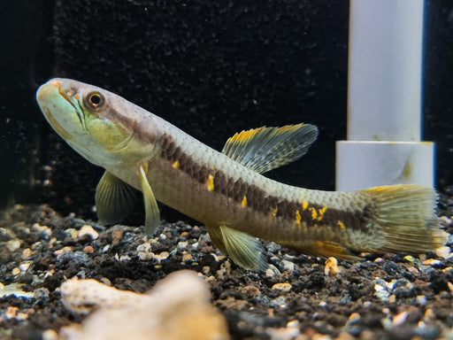 * Other Species * Erythrinus erythrinus (Rainbow Wolf fish) 9-12cm