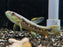 * Other Species * Erythrinus erythrinus (Rainbow Wolf fish) 9-12cm