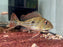 * Cichlids * Geophagus Winemilleri 6-8cm