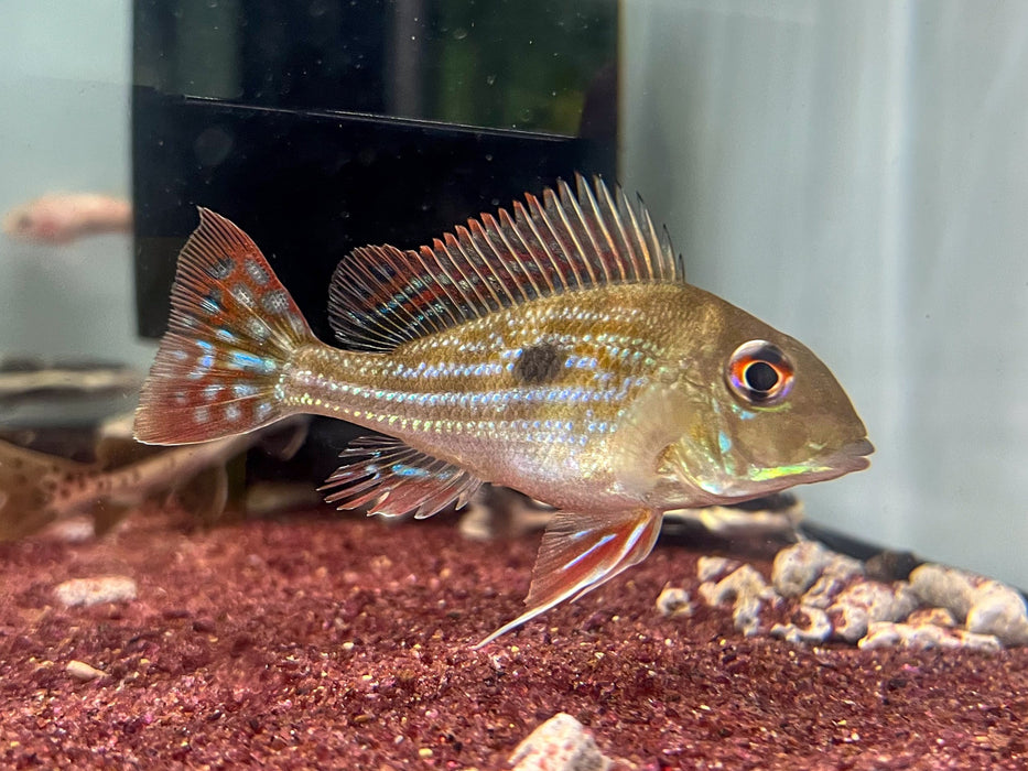 * Cichlids * Geophagus Winemilleri 6-8cm
