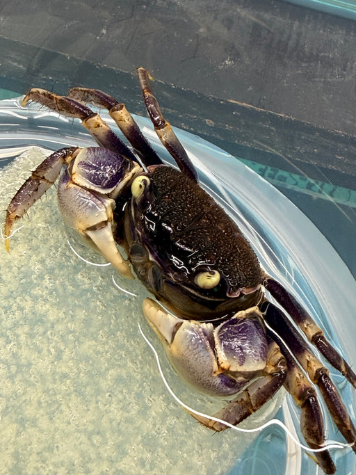 * Shrimps * Neosarmatium rotundifrons (Blue Spider Crab)